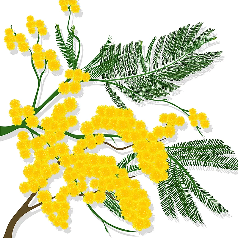Acacia dealbata (Mimosa)