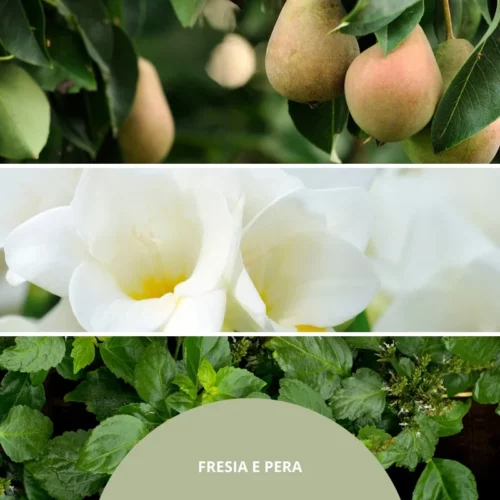 fresia-e-pera-nuty-zapachowe Nuty zapachowe FRESIA E PERA