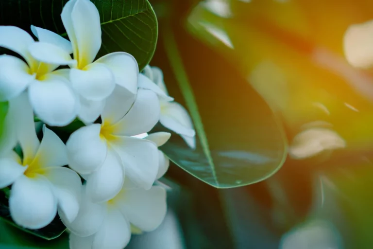 Zapach plumeria powstaje m.in. z kwiatów