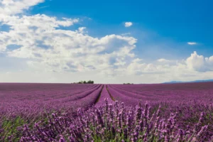 lawendowe pole sprawia, że zapach lawendy unosi się w powietrzu