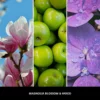 Magnolia Blossom & Wood Nuty zapachowe