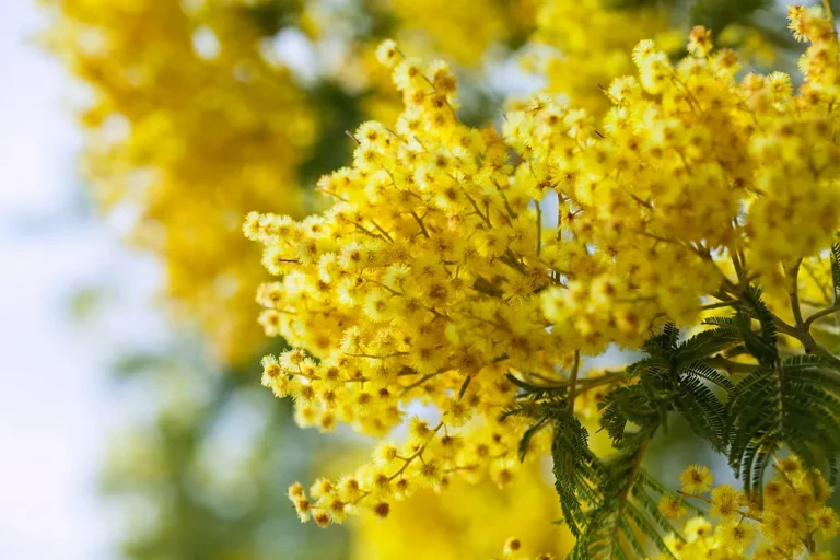 Zapach mimoza, czyli Acacia dealbata