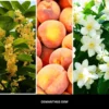 osmanthus-dew-nuty-zapachowe-millefiori-milano Nuty zapachowe OSMANTHUS DEW Millefiori Milano