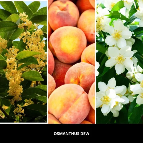 Nuty zapachowe OSMANTHUS DEW Millefiori Milano