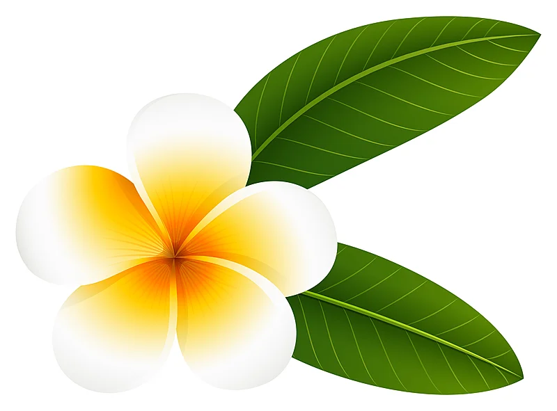 Plumeria